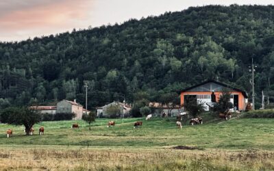 Azienda Agricola Bignè – Formaggi, latte crudo e gelato a Bardineto